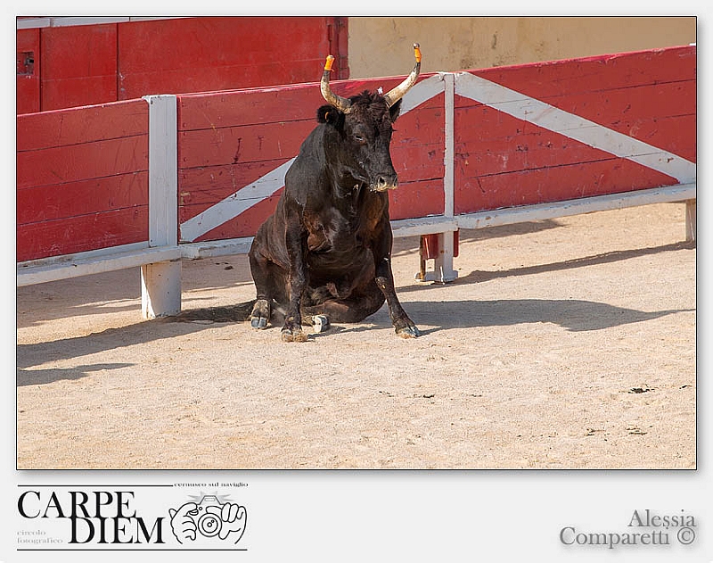 316-1620 x 1080---16L Camargue_3069.jpg